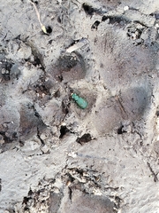 Cicindela ohlone