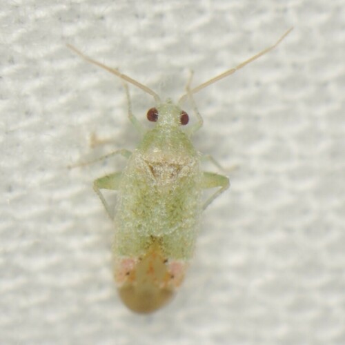 Parthenicus cuneotinctus