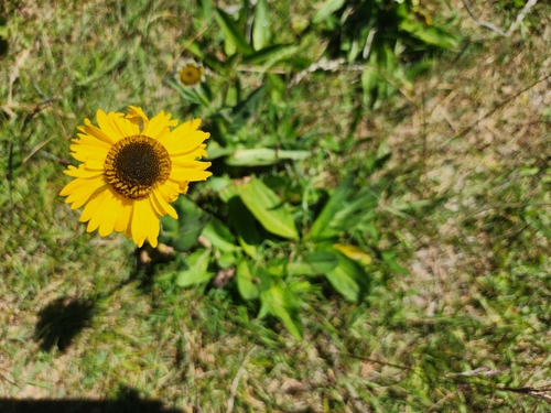 Image of Helenium bolanderi by (c) Kaden Slone, some rights reserved (CC BY)