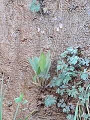 Primula pauciflora zionensis