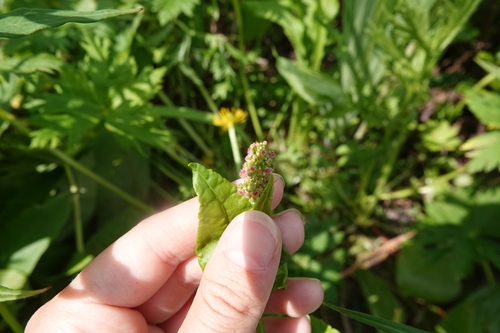 Image of Rumex lapponicus by (c) Валерия Ковалева, some rights reserved (CC BY)