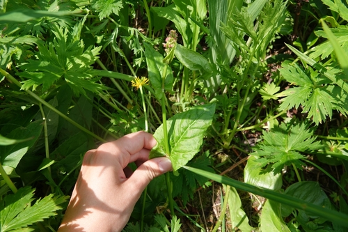 Image of Rumex lapponicus by (c) Валерия Ковалева, some rights reserved (CC BY)