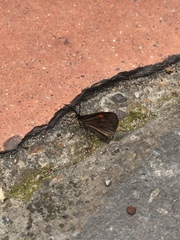 Sangalopsis microleuca