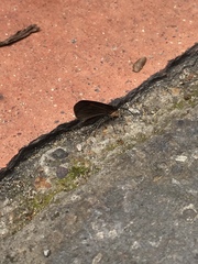 Sangalopsis microleuca