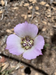 Calochortus ambiguus