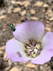Calochortus ambiguus