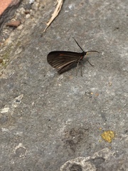 Sangalopsis microleuca