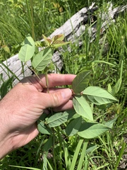 Desmodium laevigatum