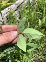 Desmodium laevigatum
