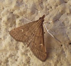 Dolicharthria punctalis