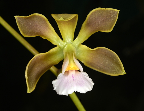 Encyclia osmantha