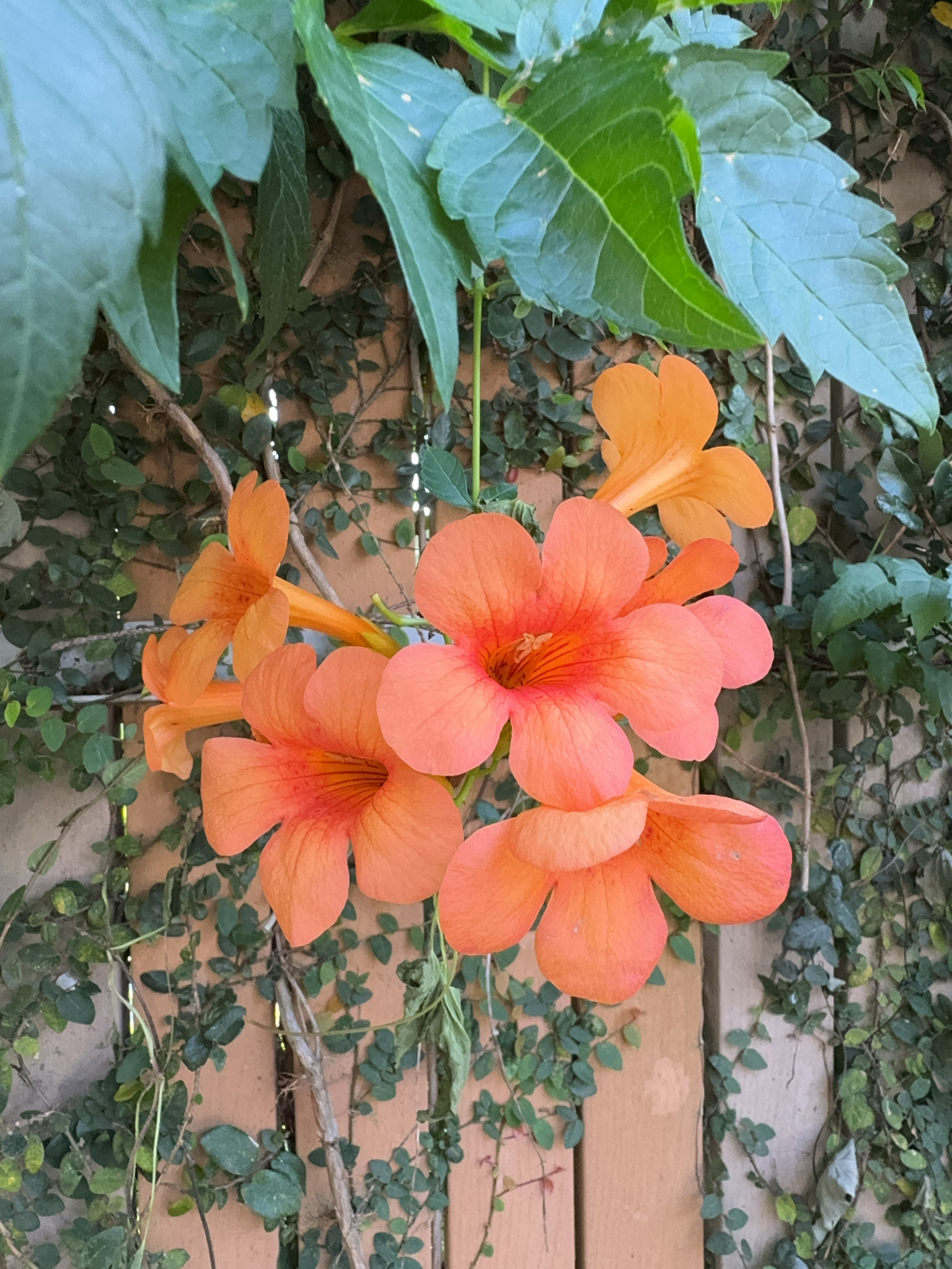 Imagem de Ipê-de-vênus