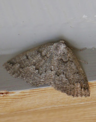 Sabulodes packardata