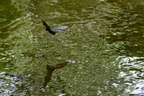 Myotis adversus observed 2024-07-07