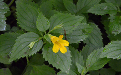 Erythranthe dentata