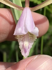 Cleistesiopsis bifaria
