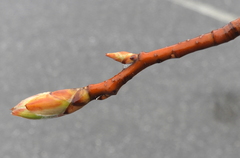 Amelanchier × intermedia