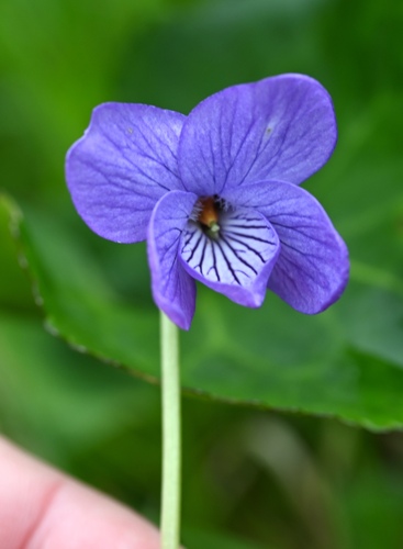 Image of Viola langsdorffii by (c) Amber M. King, some rights reserved (CC BY)