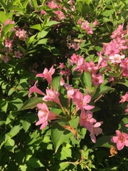 Weigela
