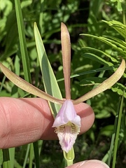 Cleistesiopsis bifaria