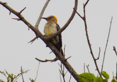 Melanerpes aurifrons