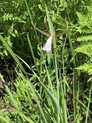Cleistesiopsis bifaria