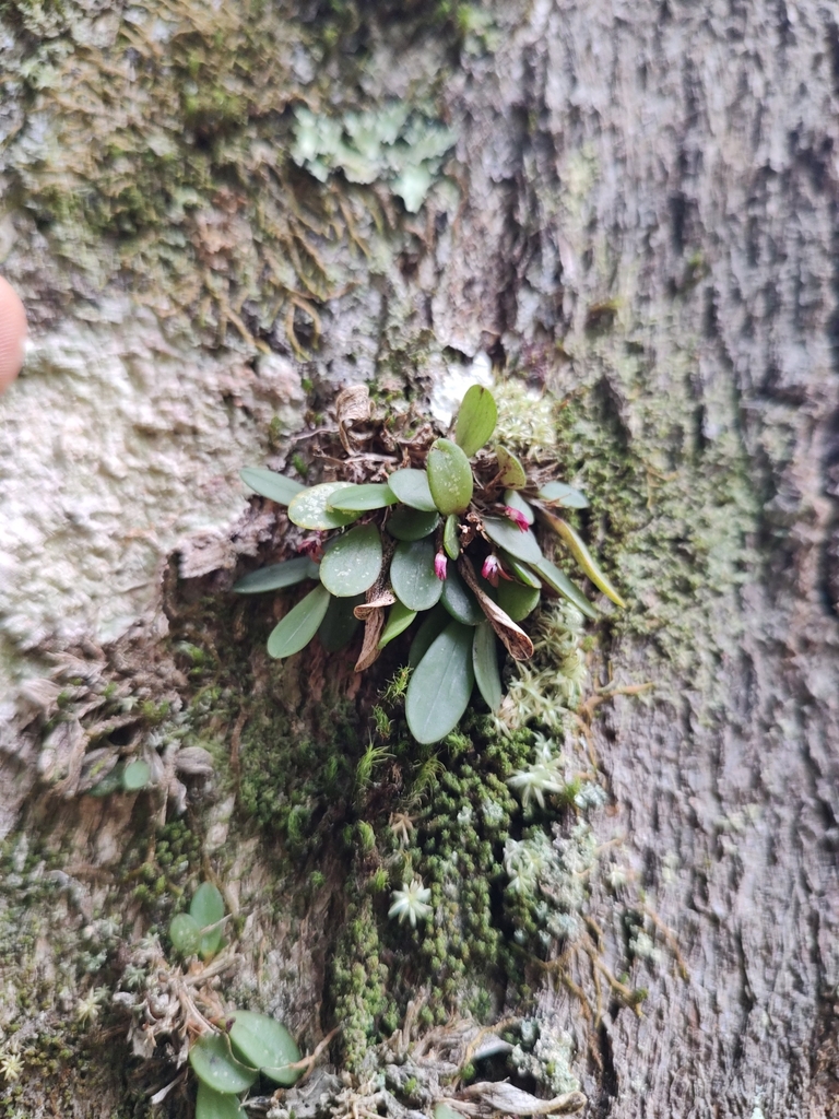 Anathallis microphyta