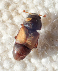 Nitops pallipennis
