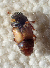 Nitops pallipennis