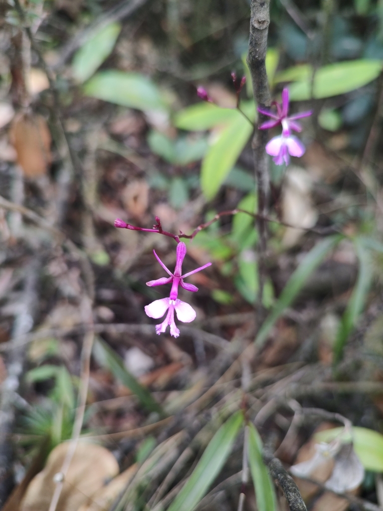 Epidendrum saxatile