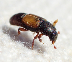Nitops pallipennis