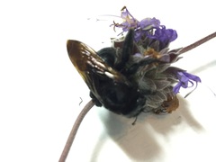 Xylocopa sonorina