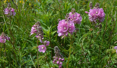 Sidalcea hirtipes