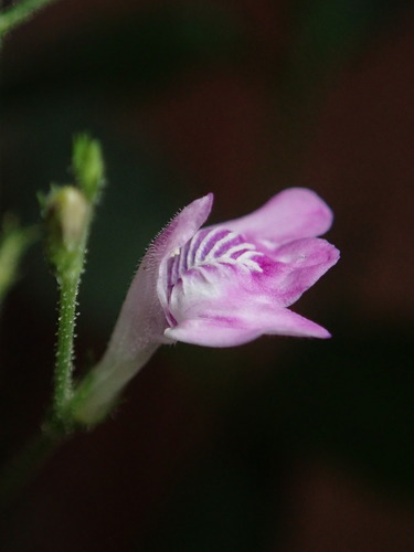 Dianthera pectoralis