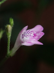 Dianthera pectoralis