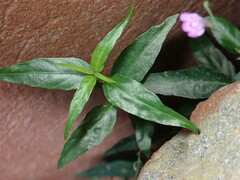 Dianthera pectoralis, photograph Cricket Raspet, CC BY, iNaturalist via GBIF
