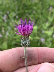Cirsium carolinianum