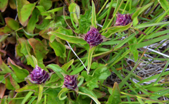 Prunella vulgaris lanceolata