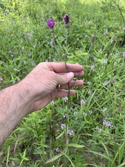 Cirsium carolinianum
