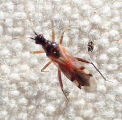 Tupiocoris rufescens