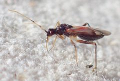 Tupiocoris rufescens