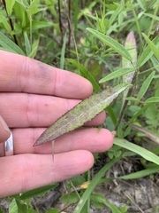 Cirsium carolinianum
