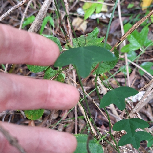 Image of Passiflora aurantia by (c) Greg Tasney, some rights reserved (CC BY-SA)