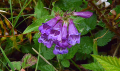Penstemon serrulatus