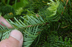 Abies procera