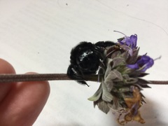 Xylocopa sonorina
