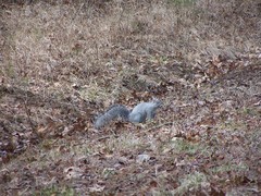 Sciurus niger cinereus