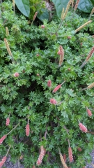 Acalypha radians