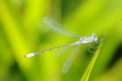 Lestes forcipatus