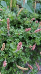 Acalypha radians